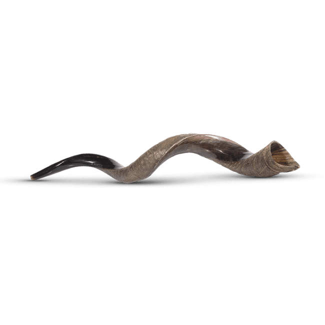Large Shofar